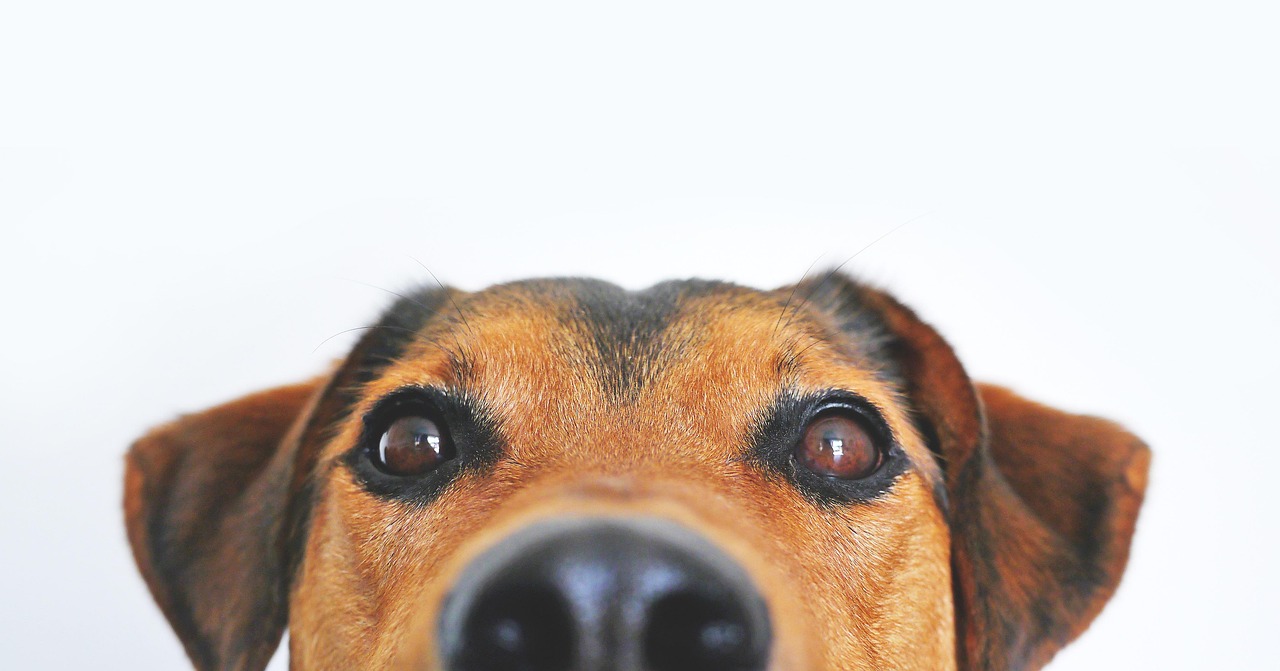 animal-assisted therapy with dog and child